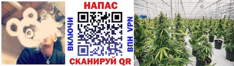 Канабис Amnesia  где можно купить   Кувандык 